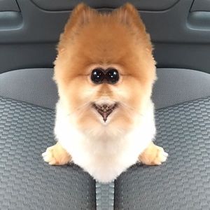 Meet your Posher, Jayme